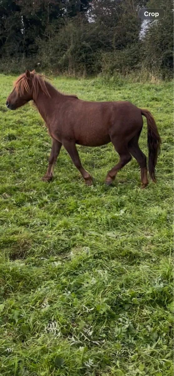 pony gelding - Image 2