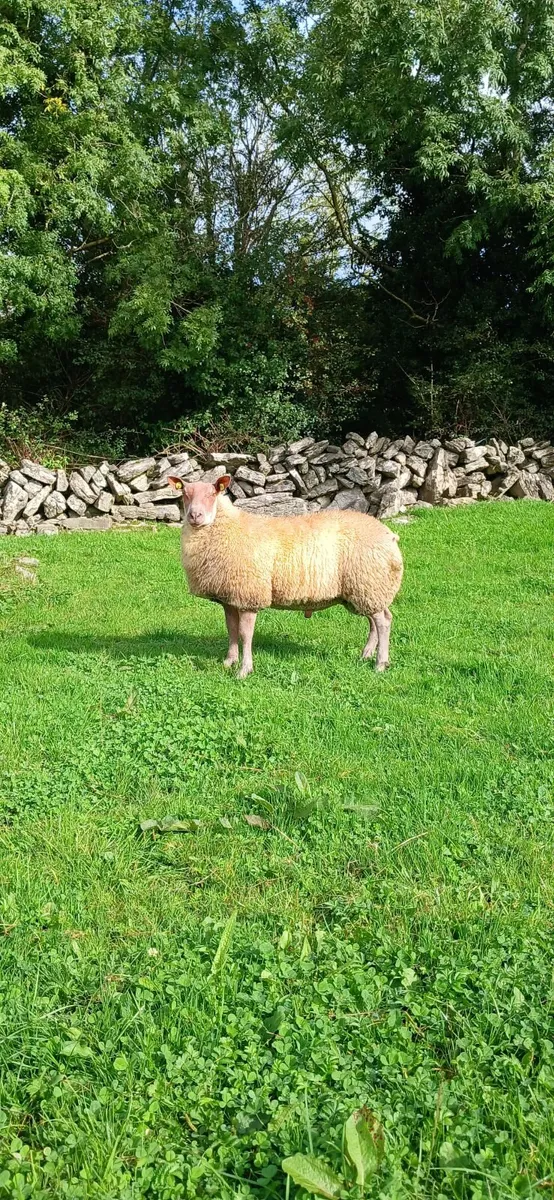 ☘️  Top Class Ram Lamb ☘️