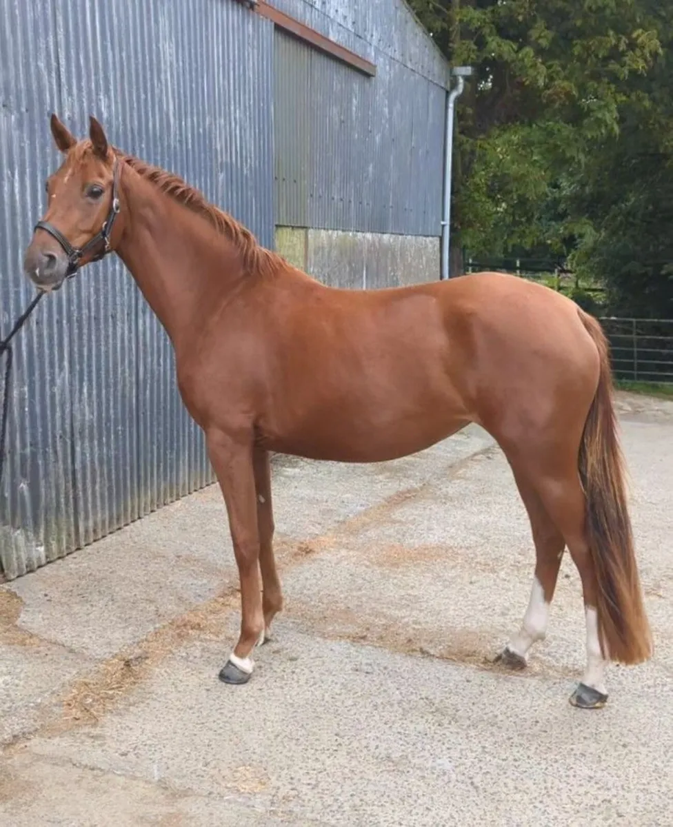 3 yr old filly x esi indigo - Image 1
