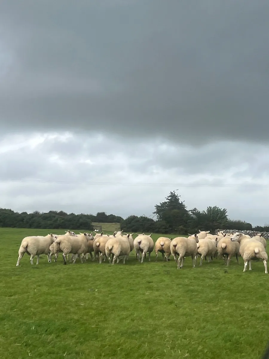 25 Texel cross hoggets - Image 2