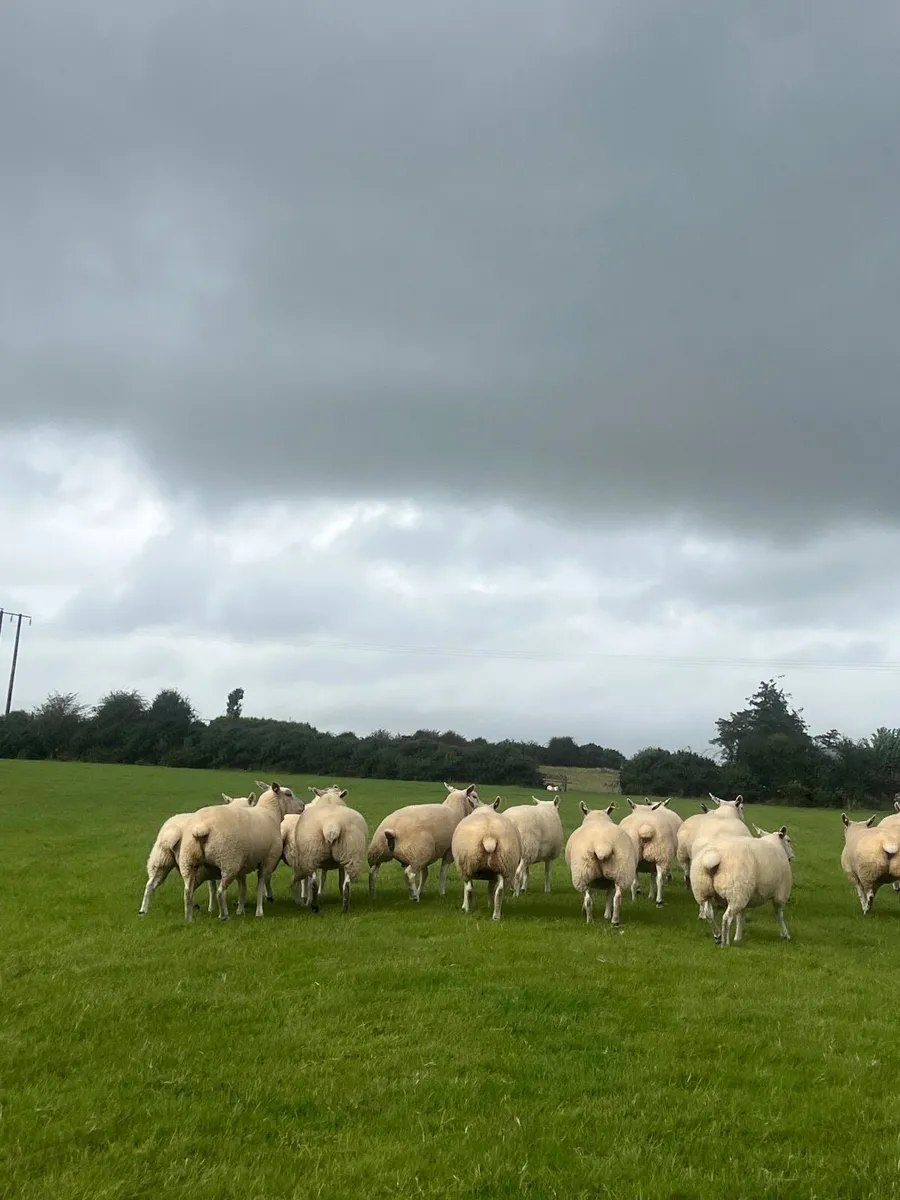 25 Texel cross hoggets - Image 3