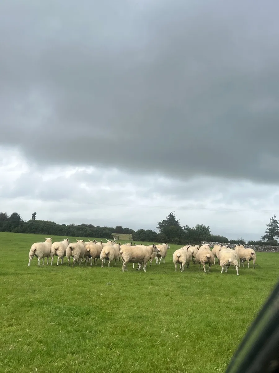 25 Texel cross hoggets - Image 4