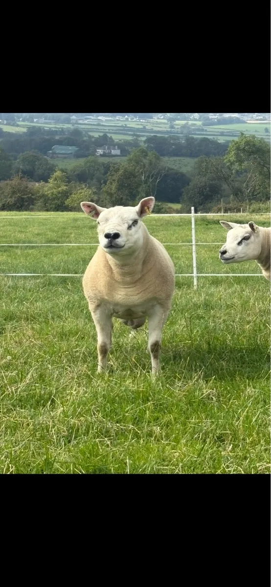 Texel shearlings - Image 2