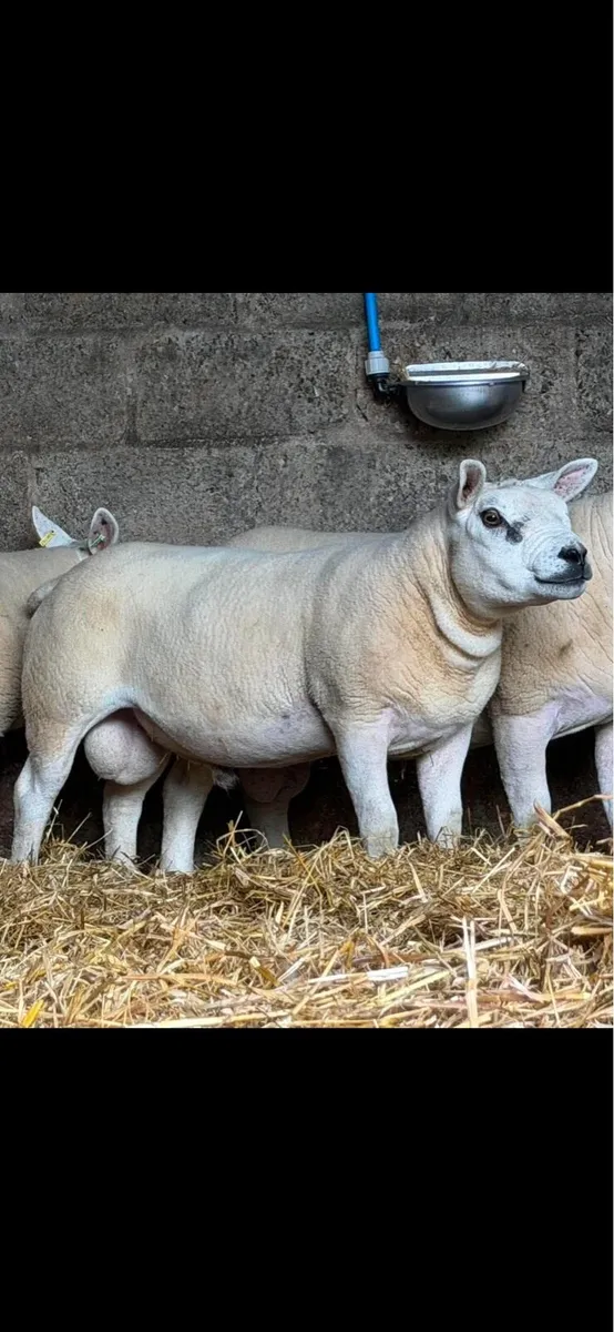 Texel shearlings - Image 3