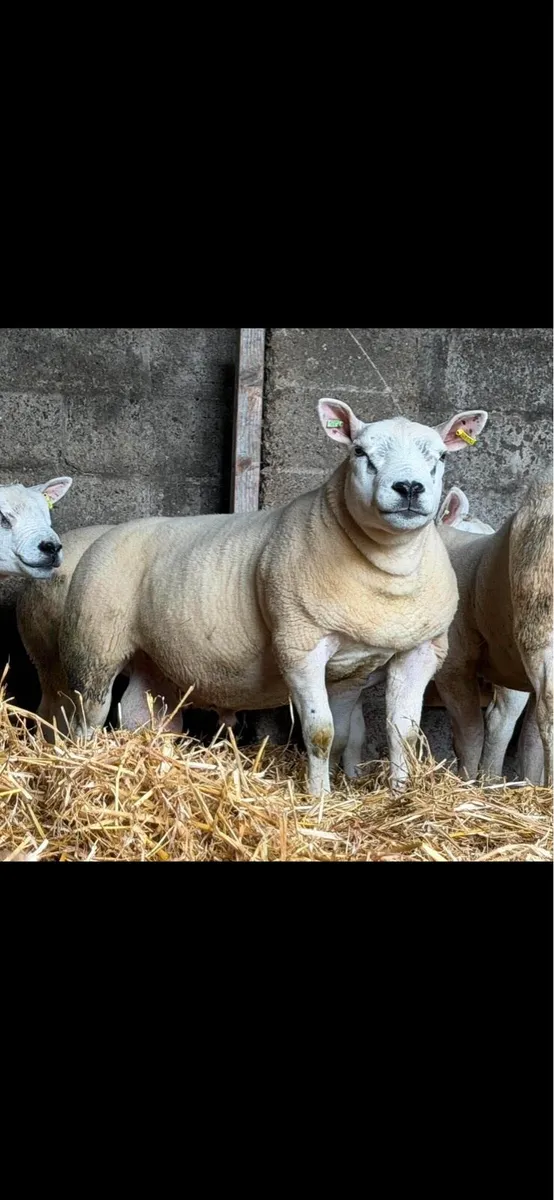 Texel shearlings - Image 1