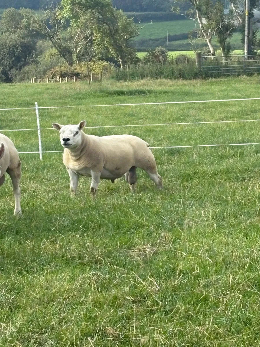 Texel shearlings - Image 4