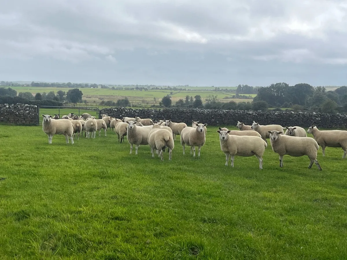 25 Texel cross hoggets - Image 1
