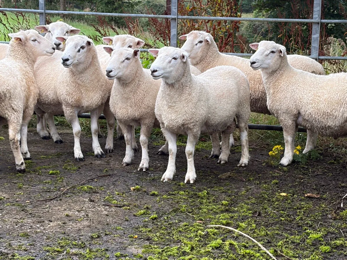 Pure bred NZ Romney rams - Image 2