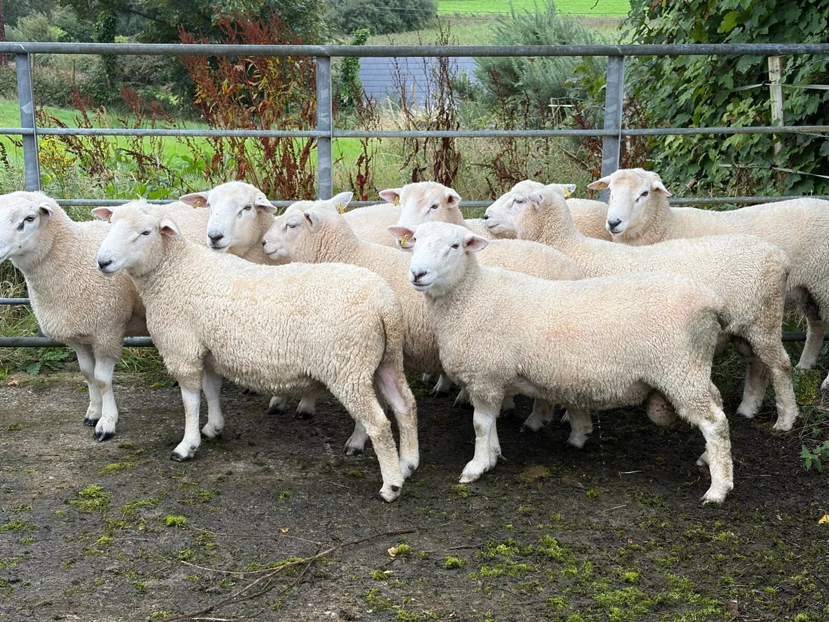 Pure bred NZ Romney rams - Image 3