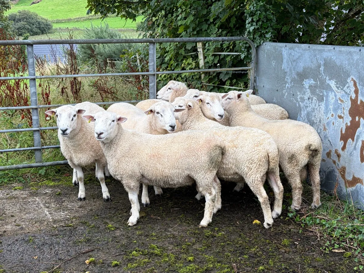 Pure bred NZ Romney rams - Image 4