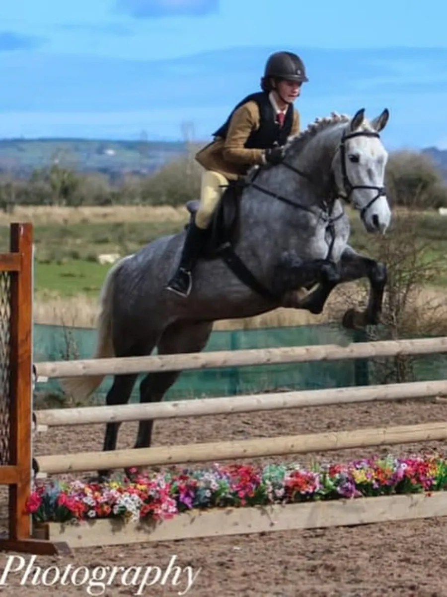 Eventing / Working Hunter 9yr old Gelding - Image 4