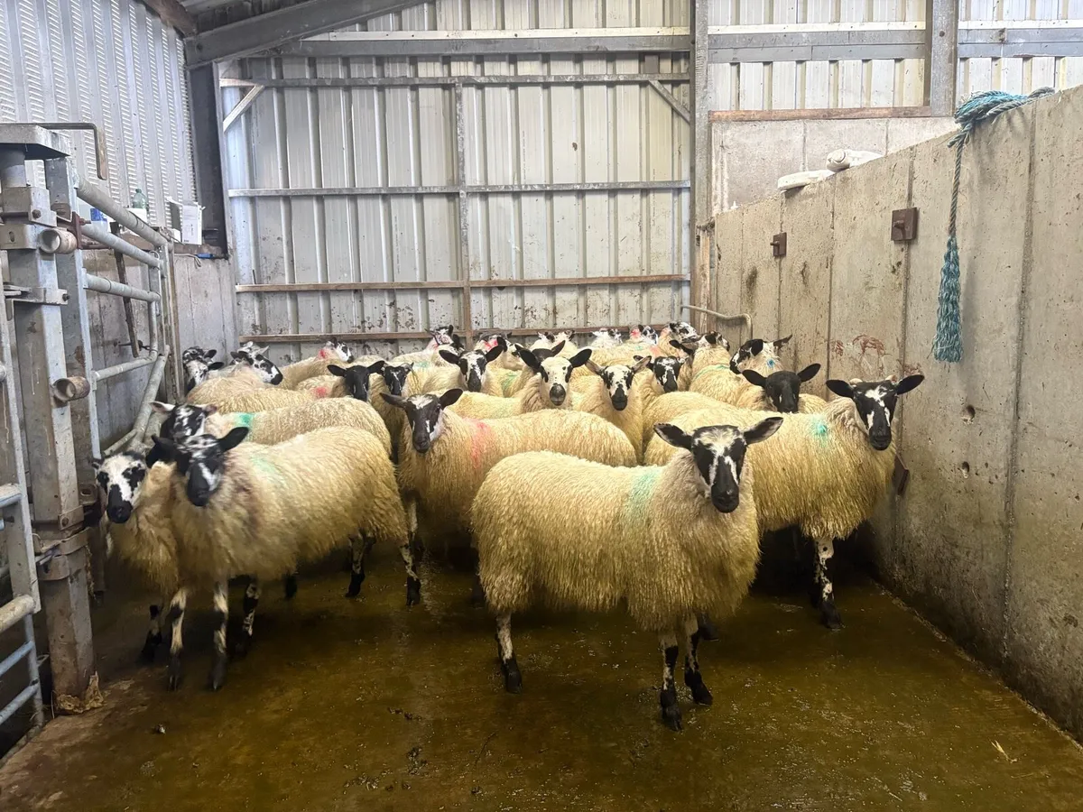Mule ewe lambs - Image 1