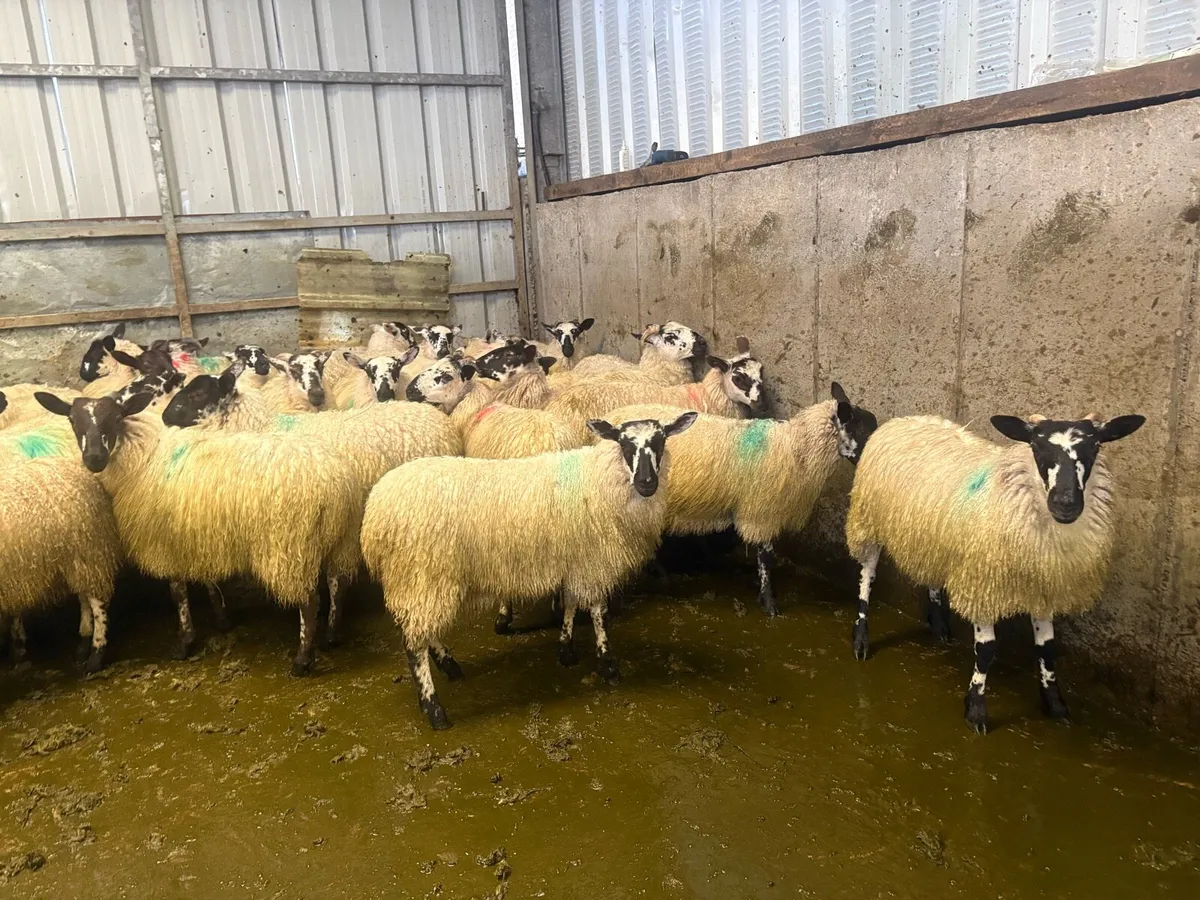 Mule ewe lambs - Image 3