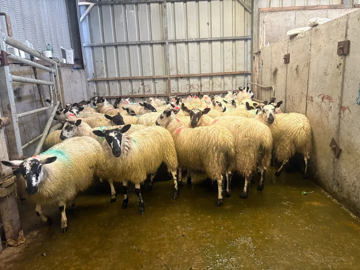 Mule ewe lambs - Image 4