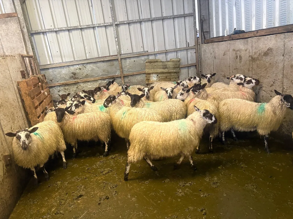 Mule ewe lambs - Image 2
