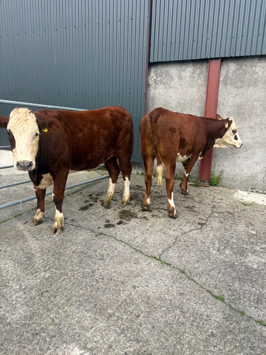 Hereford heifers 400kgs - Image 4