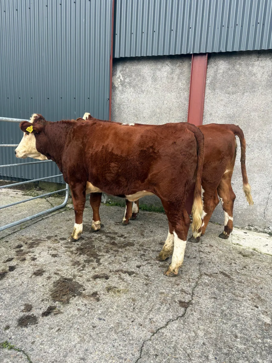 Hereford heifers 400kgs - Image 1
