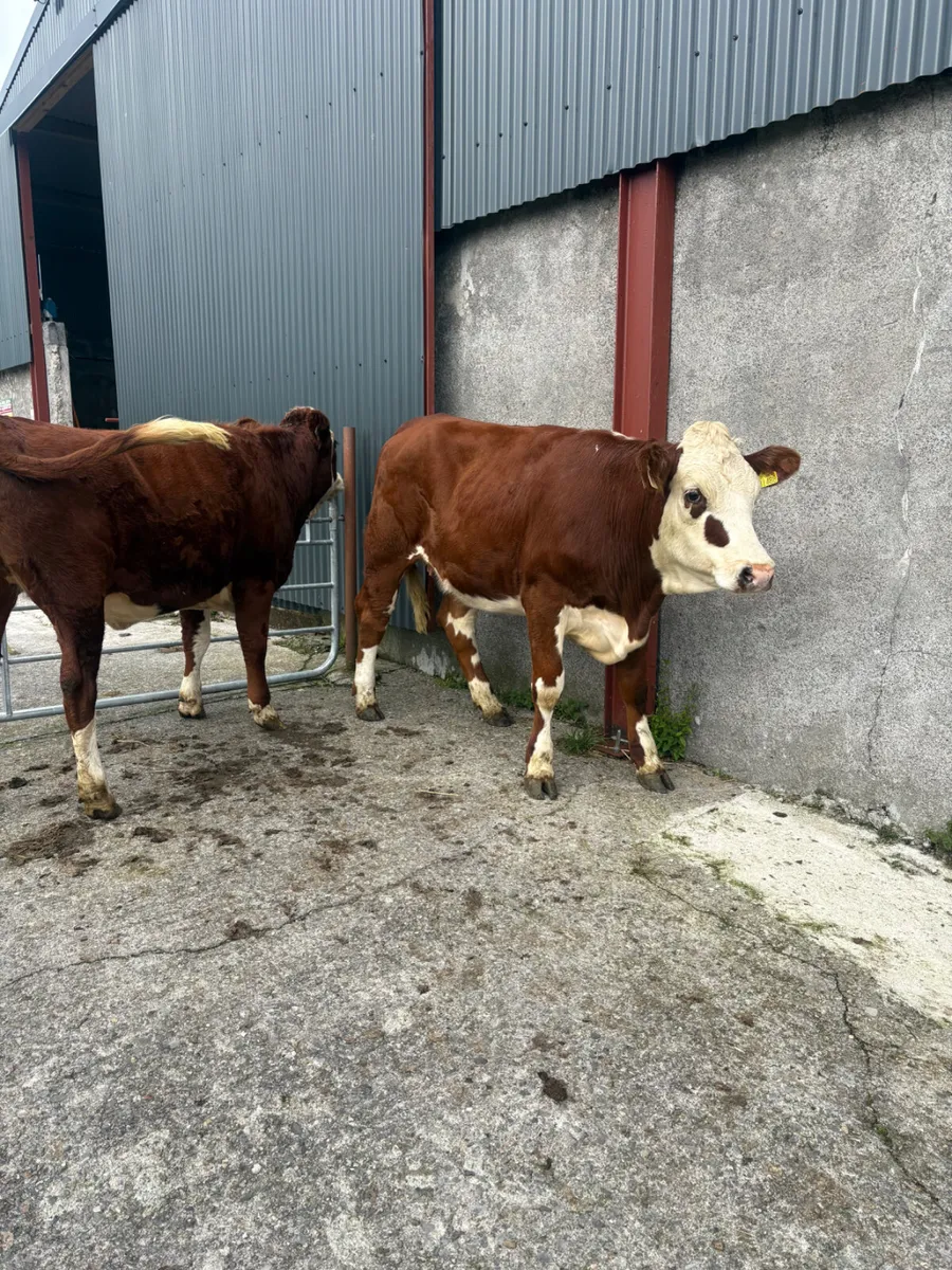 Hereford heifers 400kgs - Image 2