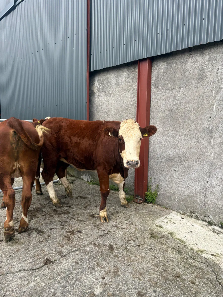 Hereford heifers 400kgs - Image 3