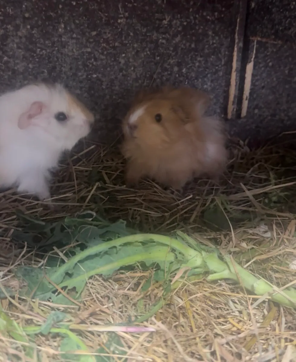 Guinea pigs - Image 4