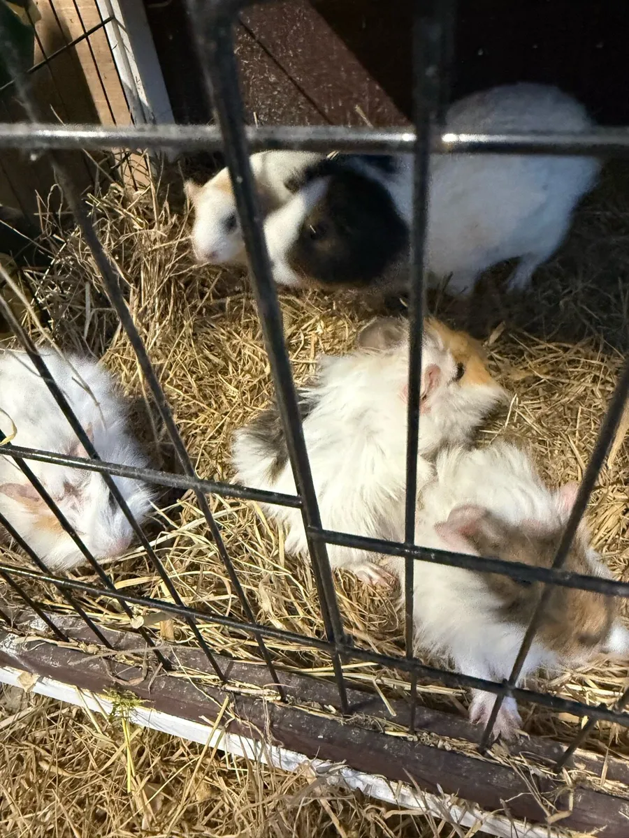 Guinea pigs - Image 1