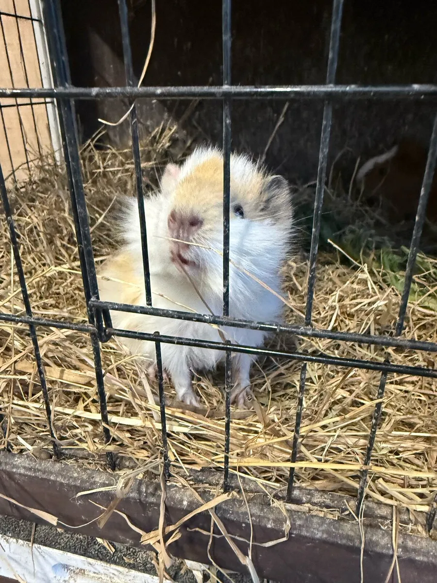 Guinea pigs - Image 2