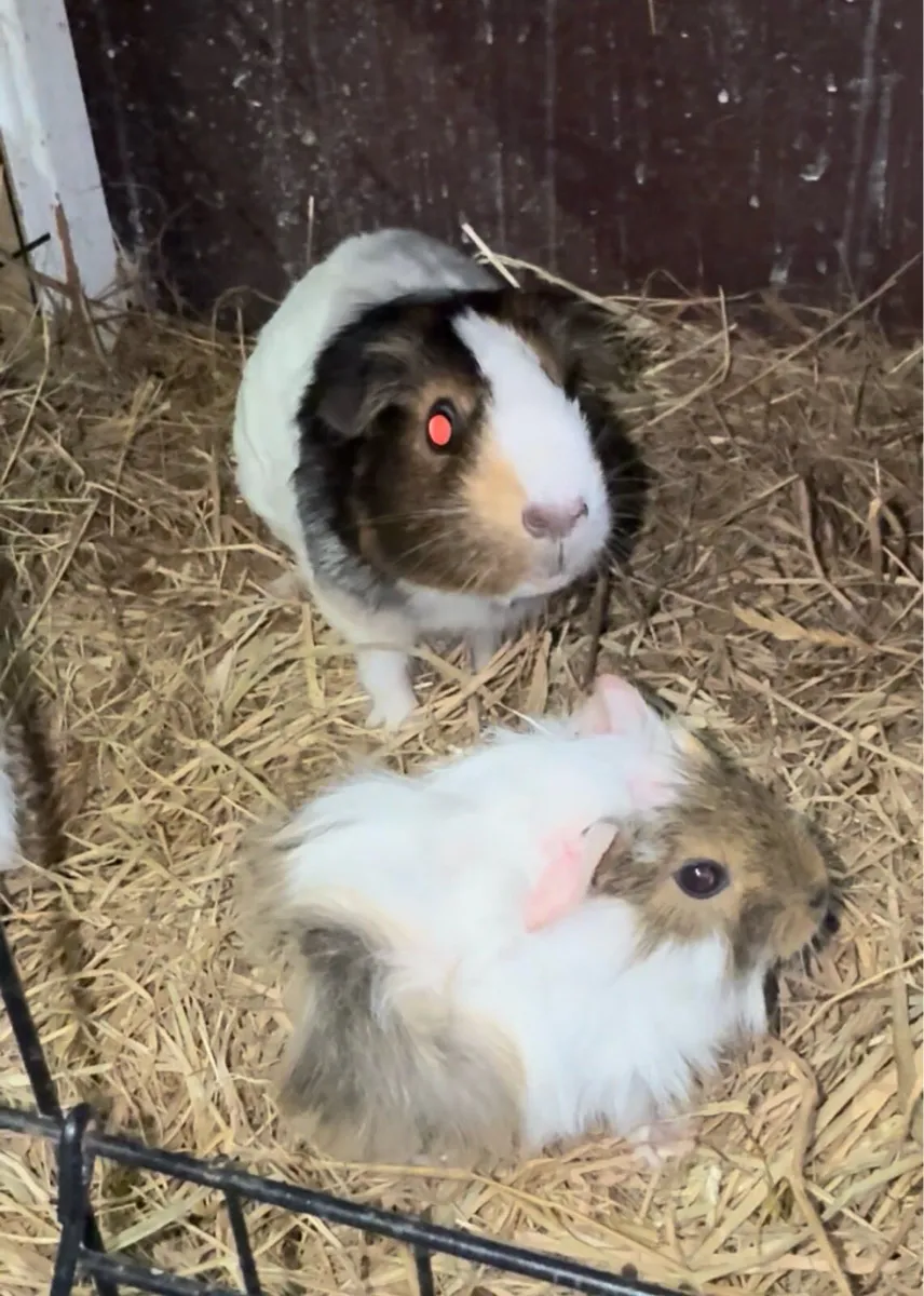 Guinea pigs - Image 3