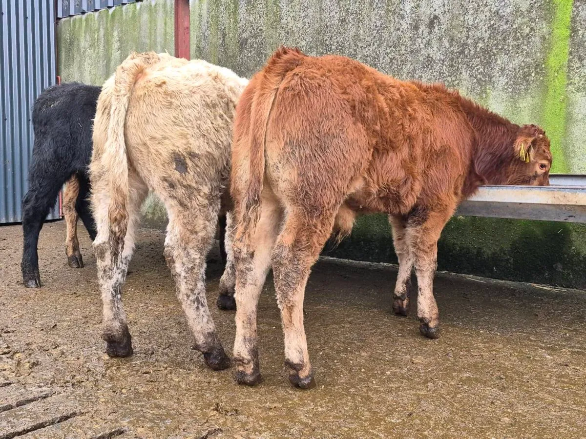 10 Super Bull Weanlings - Image 2