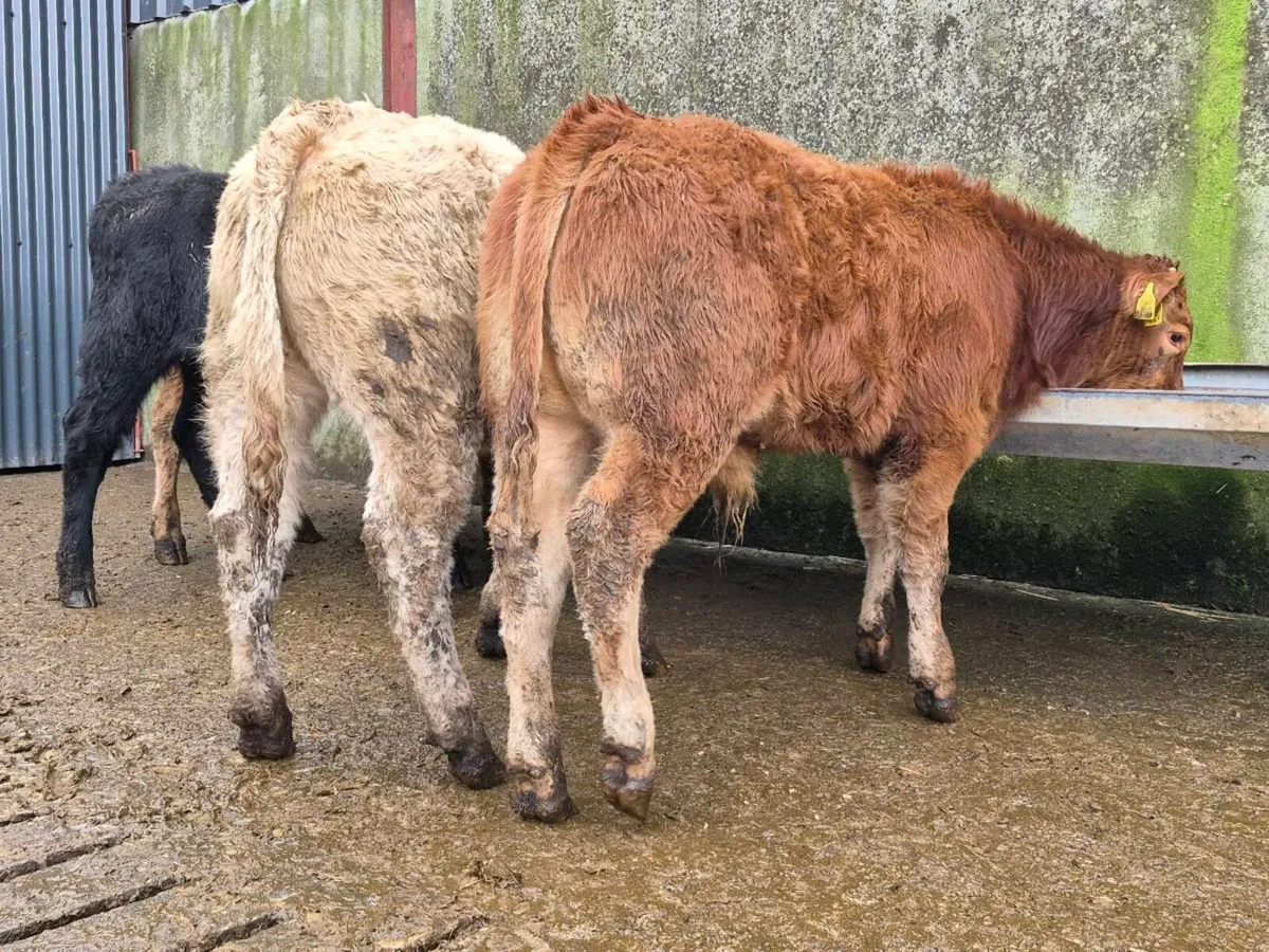 10 Super Bull Weanlings - Image 3