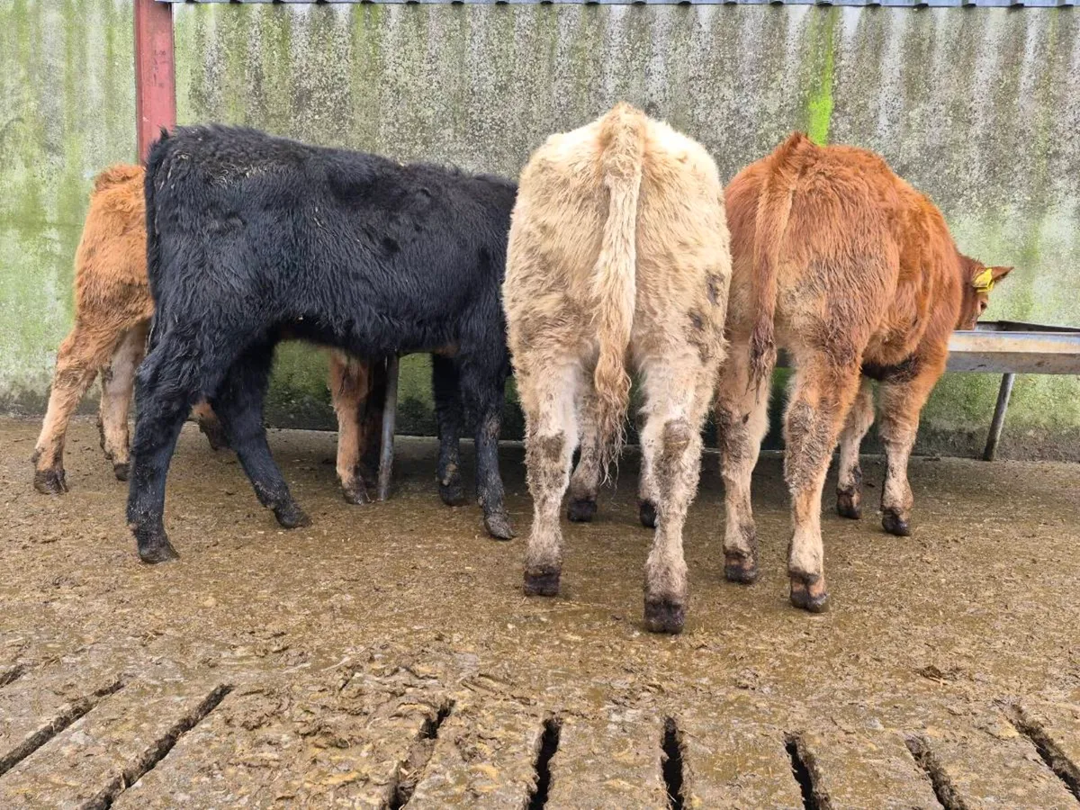 10 Super Bull Weanlings - Image 4
