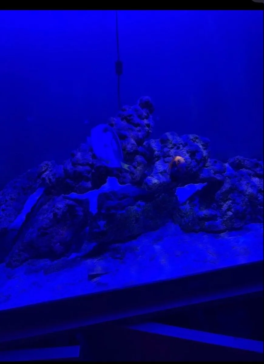 Blue tang clownfish and angelfish - Image 1
