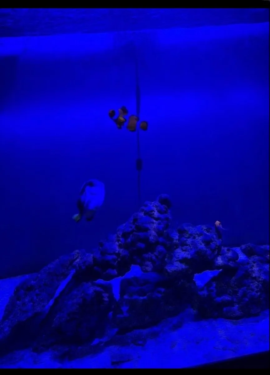 Blue tang clownfish and angelfish - Image 2