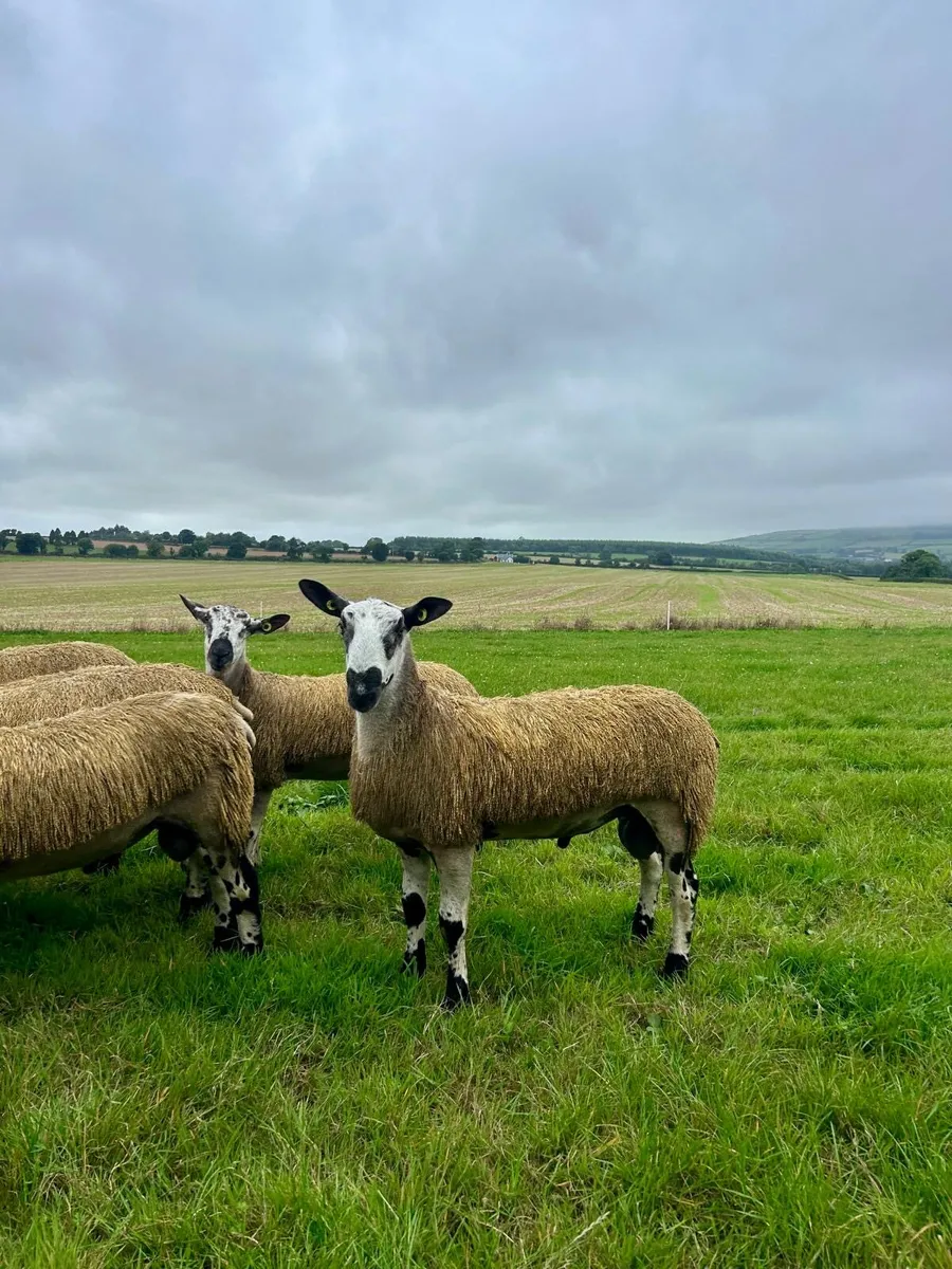 Bluefaced Leicester Rams🔥 - Image 4