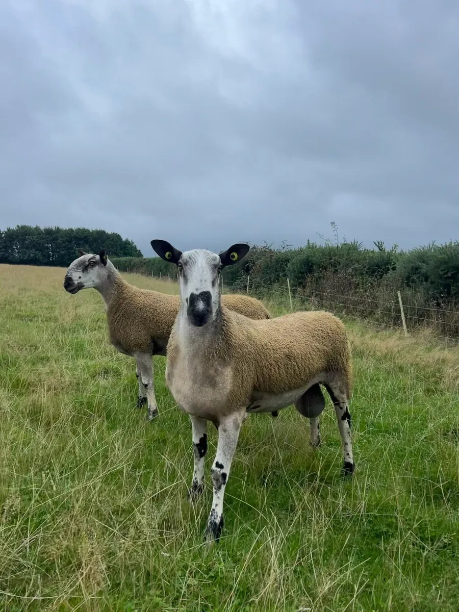 Bluefaced Leicester Rams🔥 - Image 1