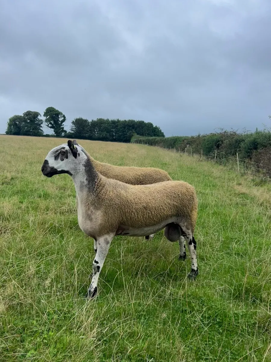 Bluefaced Leicester Rams🔥 - Image 2