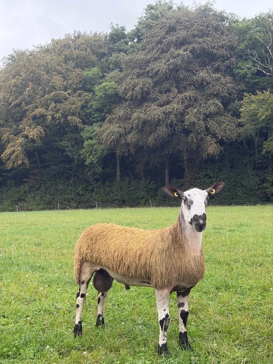 Bluefaced Leicester Rams🔥 - Image 3