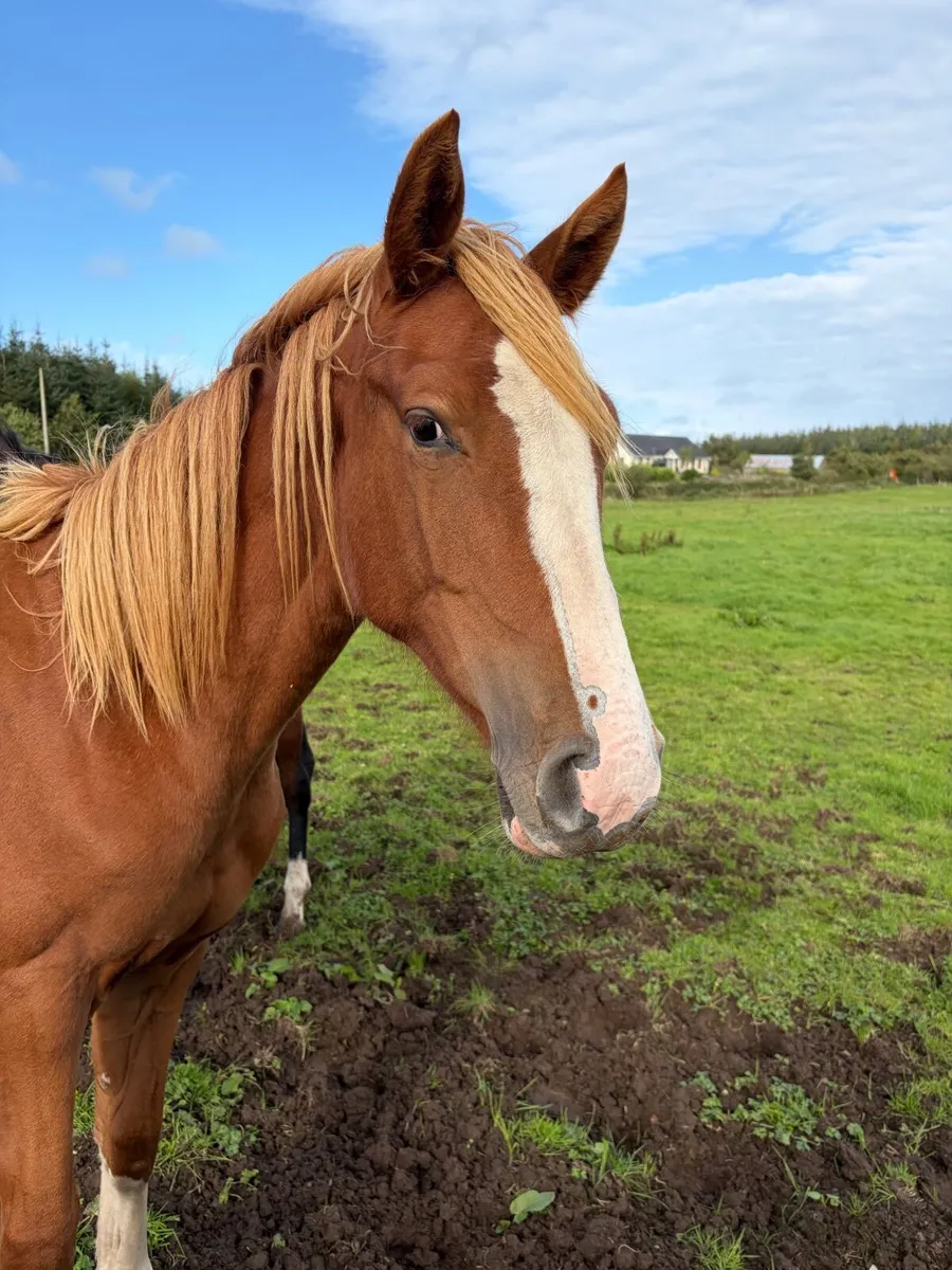 Yearling fully - Image 1