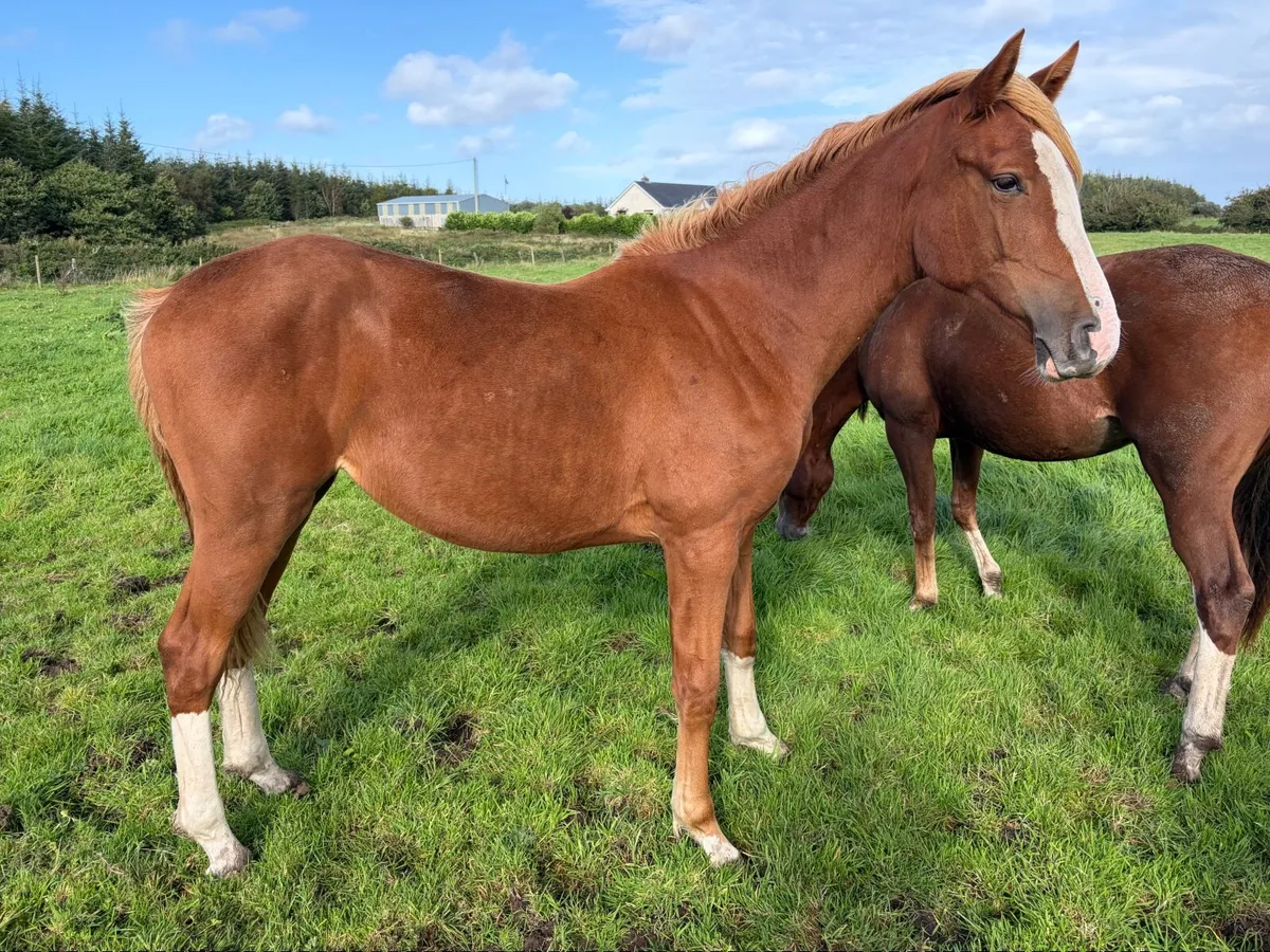 Yearling fully - Image 2