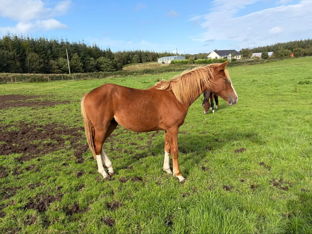Yearling fully - Image 3