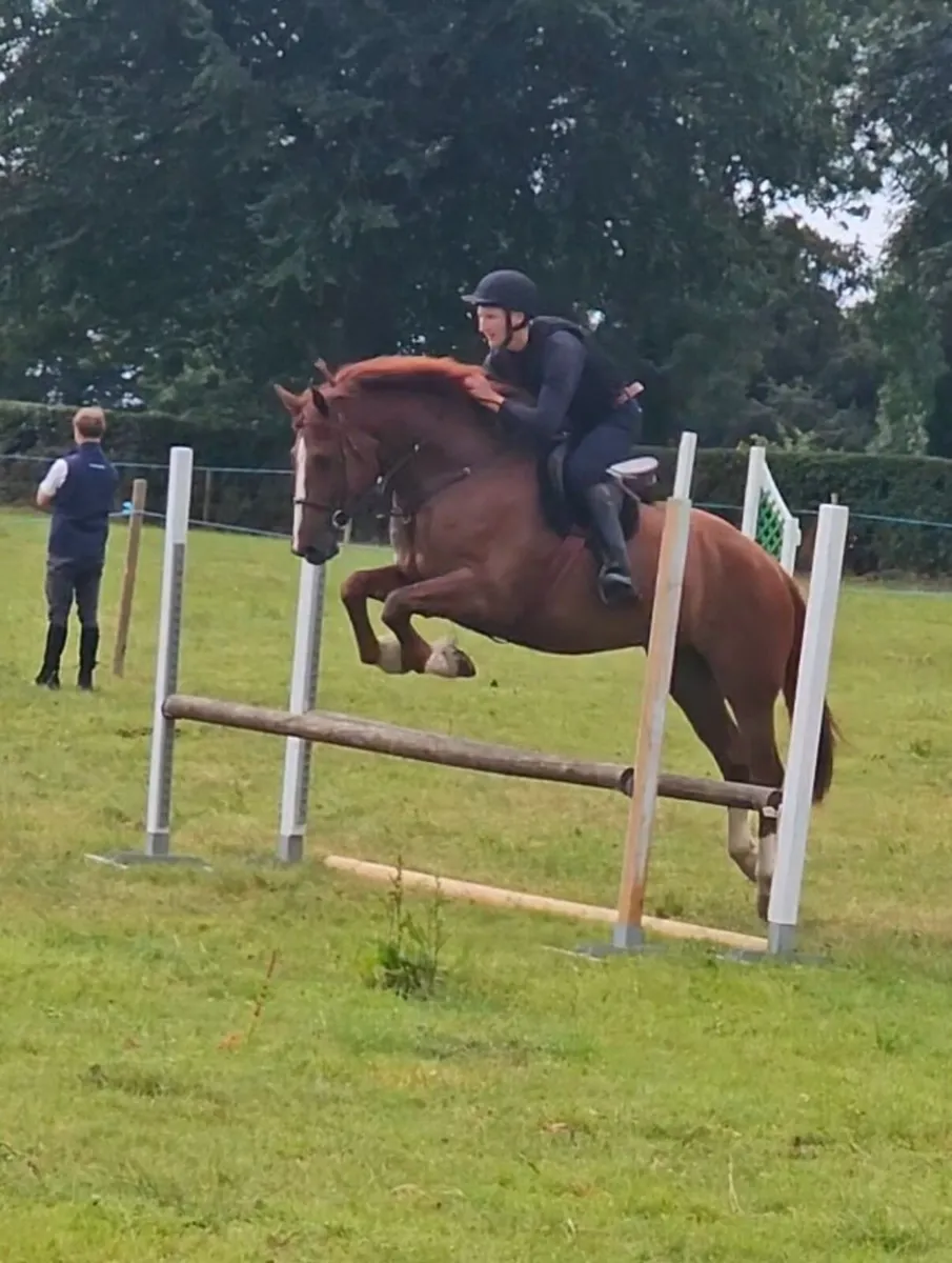 4yo 16.2h hunter/show horse 3/4 irish draught - Image 4