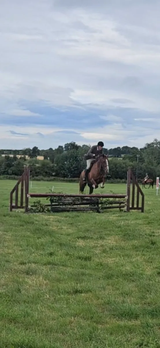 4yo 16.2h hunter/show horse 3/4 irish draught - Image 3