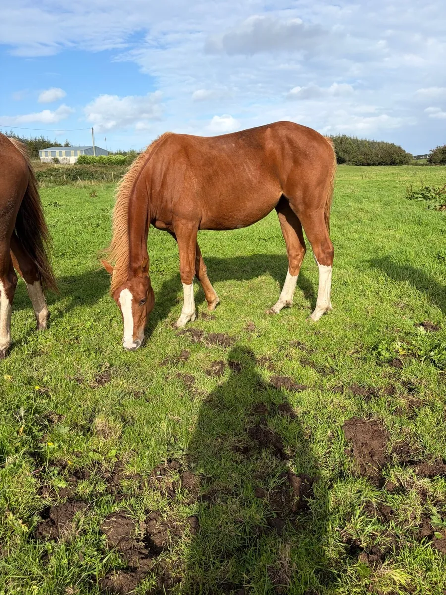 Yearling fully - Image 4