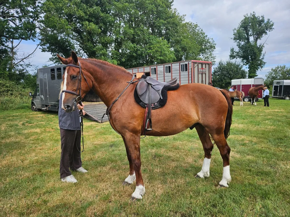 4yo 16.2h hunter/show horse 3/4 irish draught - Image 1