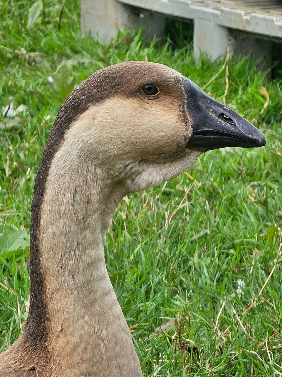 African Gosling and Buff Orpington Rooster Chicks - Image 1