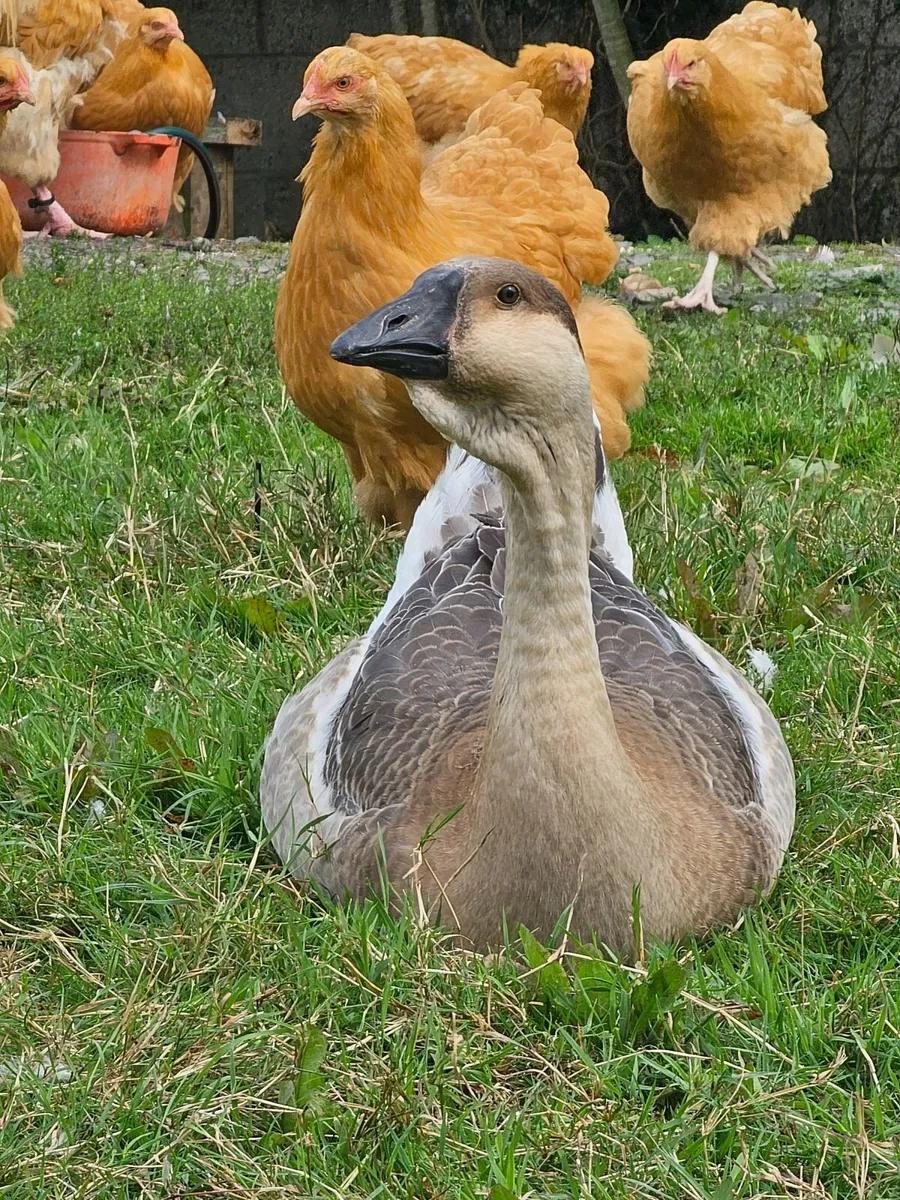 African Gosling and Buff Orpington Rooster Chicks - Image 2