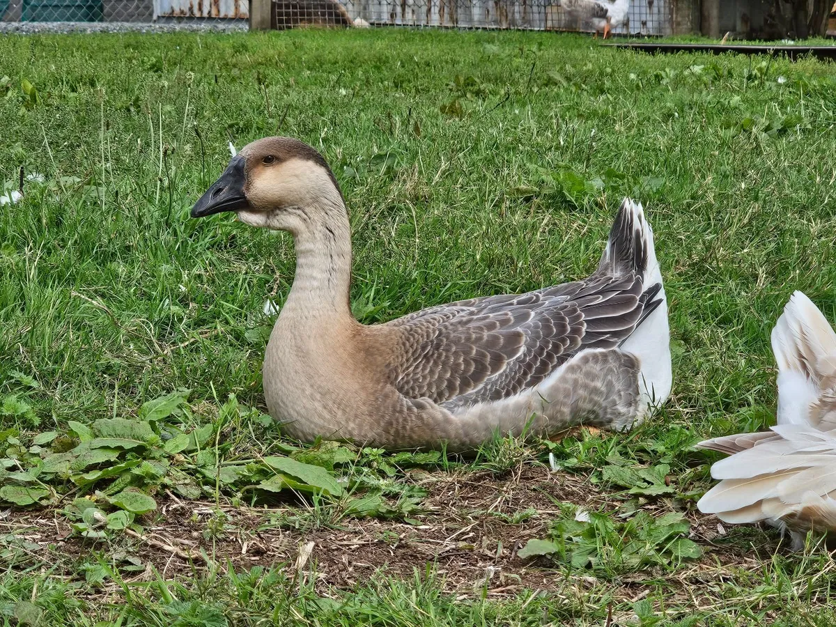 African Gosling and Buff Orpington Rooster Chicks - Image 3