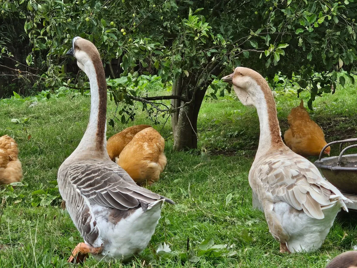 African Gosling and Buff Orpington Rooster Chicks - Image 4