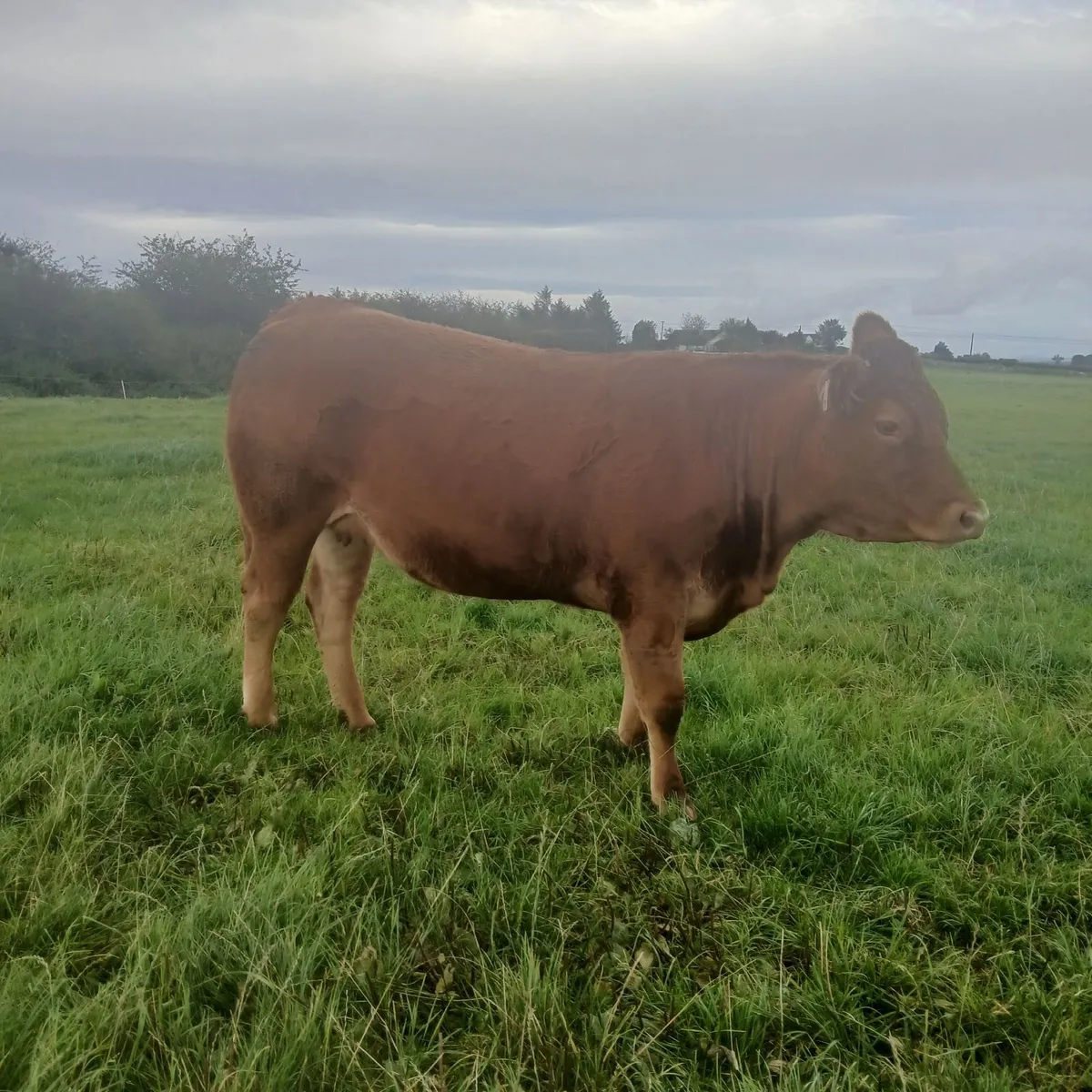 5  springing Heifers - Image 1