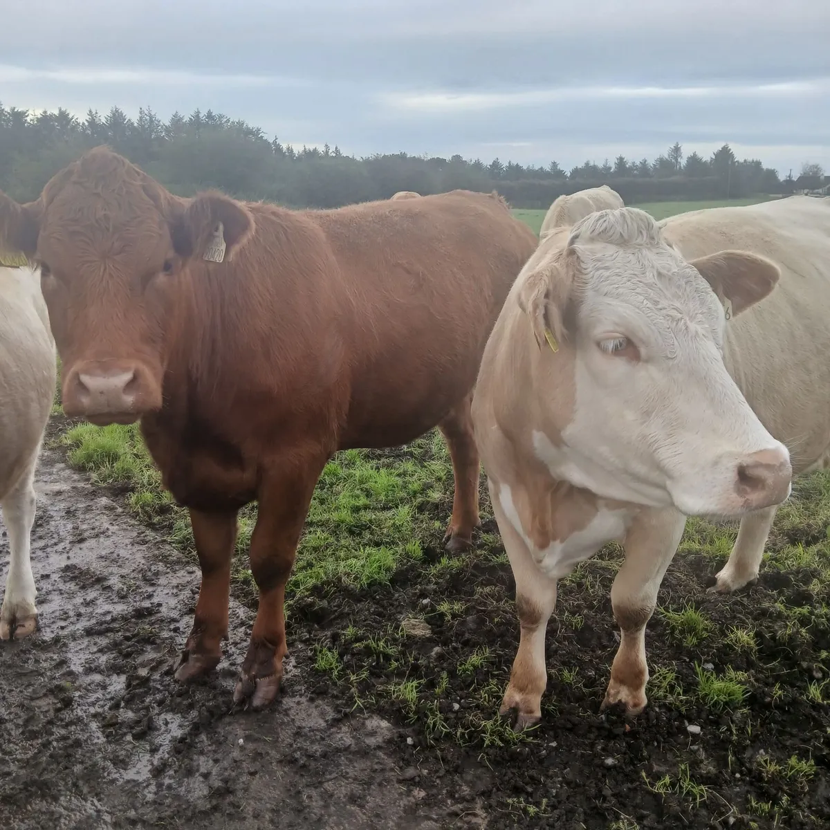 3 springing Heifers( Balla Mart Sat 19th Sept) - Image 4