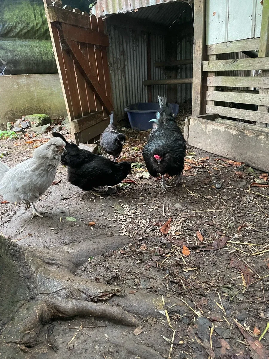 Araucana hens and rooster - Image 1